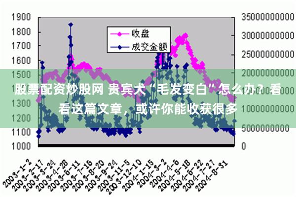 股票配资炒股网 贵宾犬“毛发变白”怎么办？看看这篇文章，或许你能收获很多